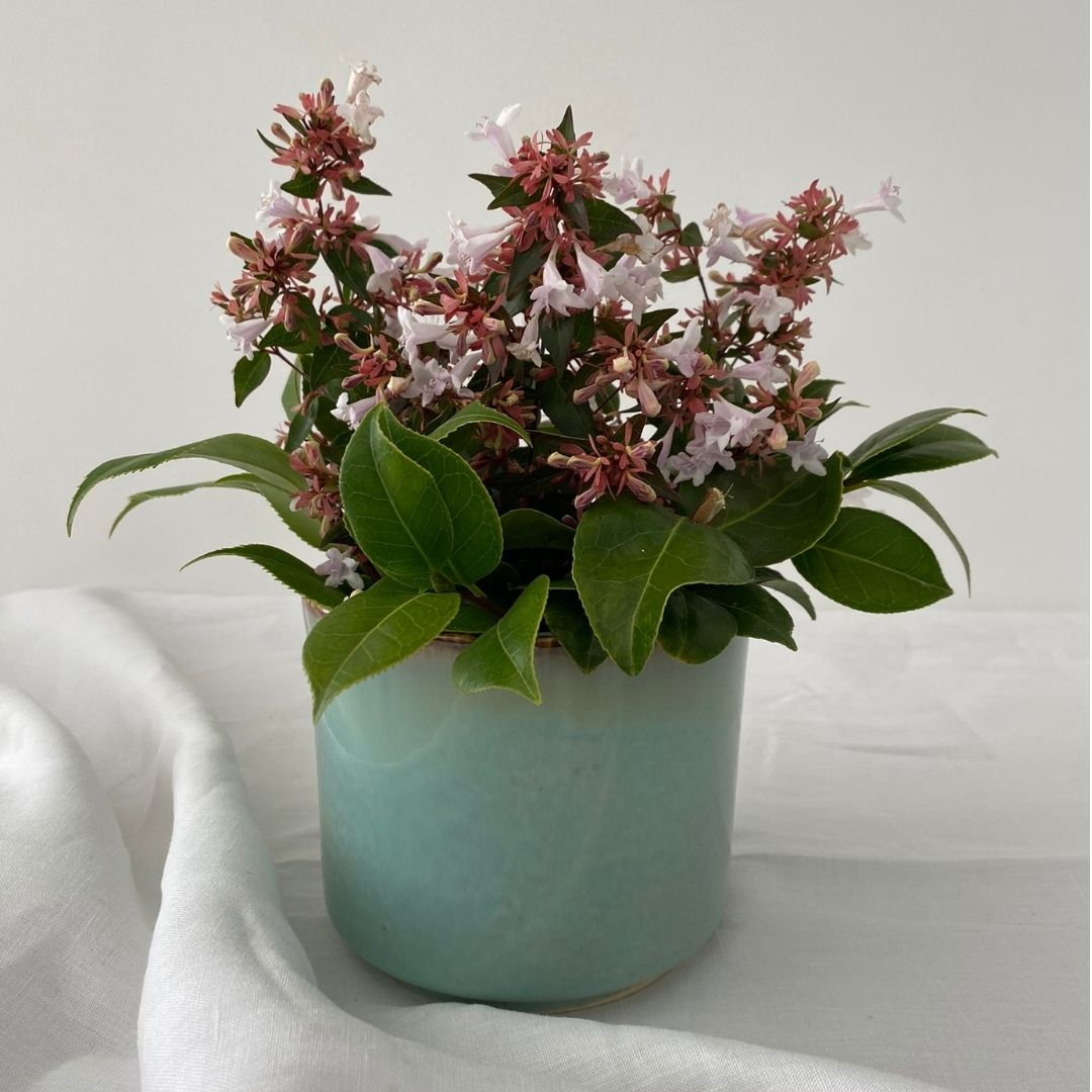 Macetero Alice - Seara Collection